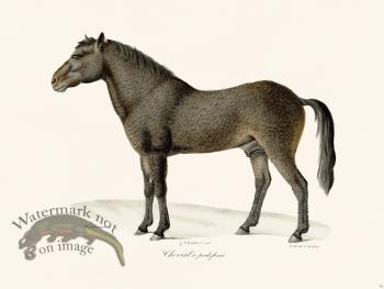 Cuvier 076 Friesian Horse